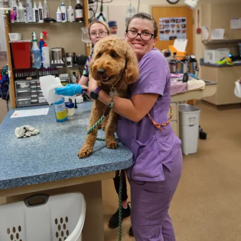 Staff member dressed in purple holding an orange dog on a table
